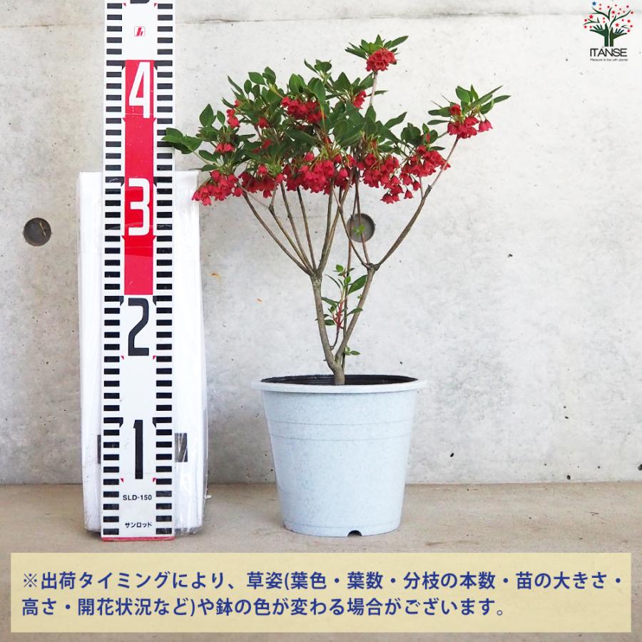 ITANSE 紅サラサ ドウダンツツジ 花苗 5号鉢/お買い得2個セット 花木苗