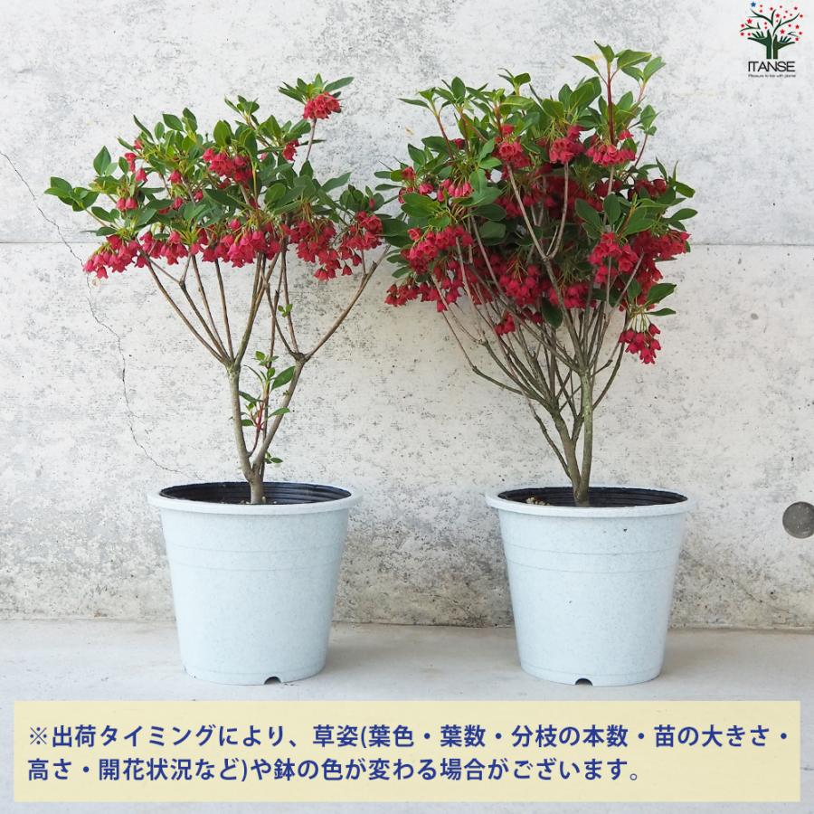 ITANSE 紅サラサ ドウダンツツジ 花苗 5号鉢/お買い得2個セット 花木苗