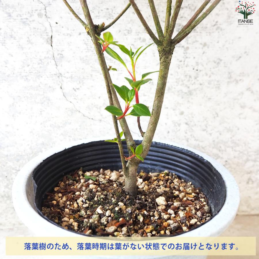 ITANSE 紅サラサ ドウダンツツジ 花苗 5号鉢/お買い得2個セット 花木苗