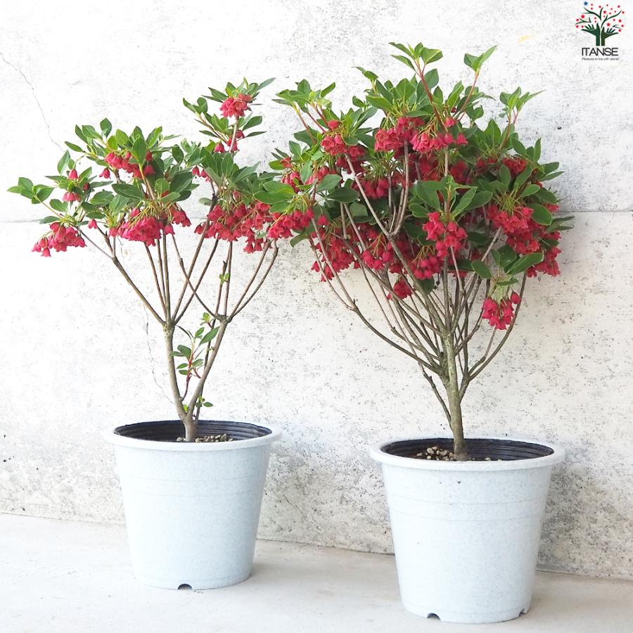 ITANSE 紅サラサ ドウダンツツジ 花苗 5号鉢/お買い得2個セット 花木苗