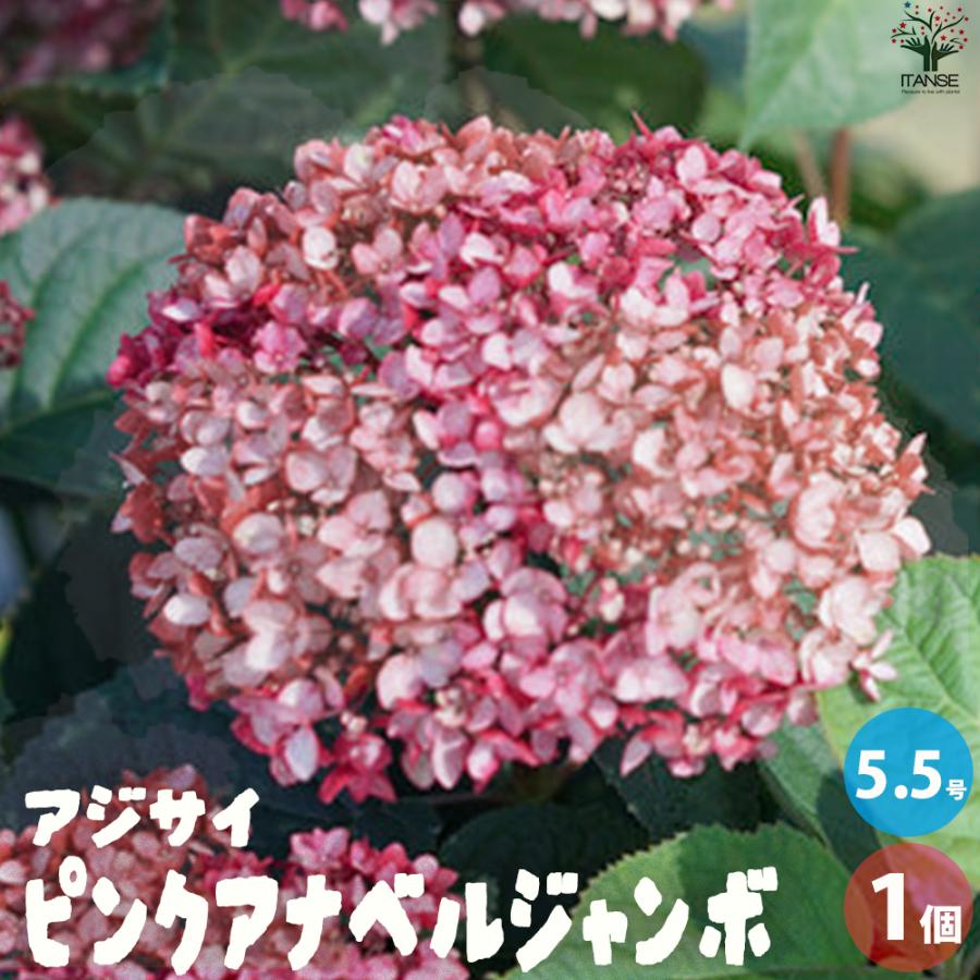 ITANSE アジサイ ピンクのアナベル・ジャンボ 花苗 5号ポット/1個売り