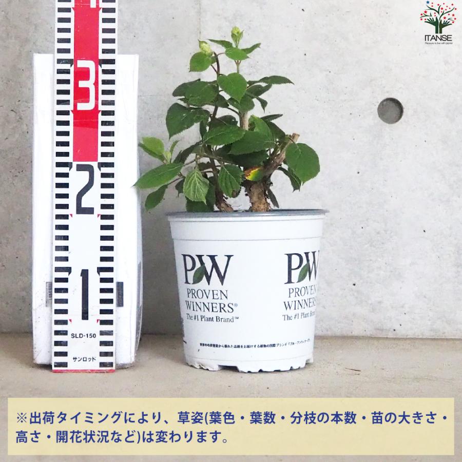 あじさい 楽天市場】【屋外管理苗】アジサイ（あじさい・紫陽花） ピンク額咲き