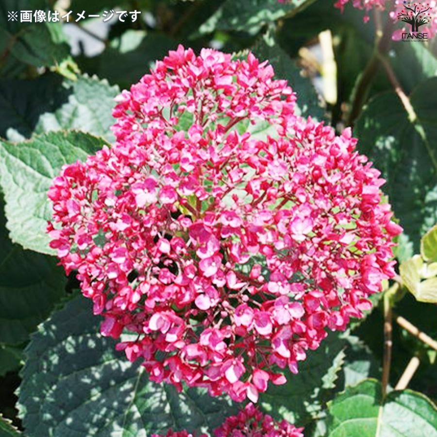 輸入アジサイ 苗 5種セット おまけ付き！① ITANSE アジサイ ピンクのアナベル・ジャンボ 花苗 5号ポット/1個売り