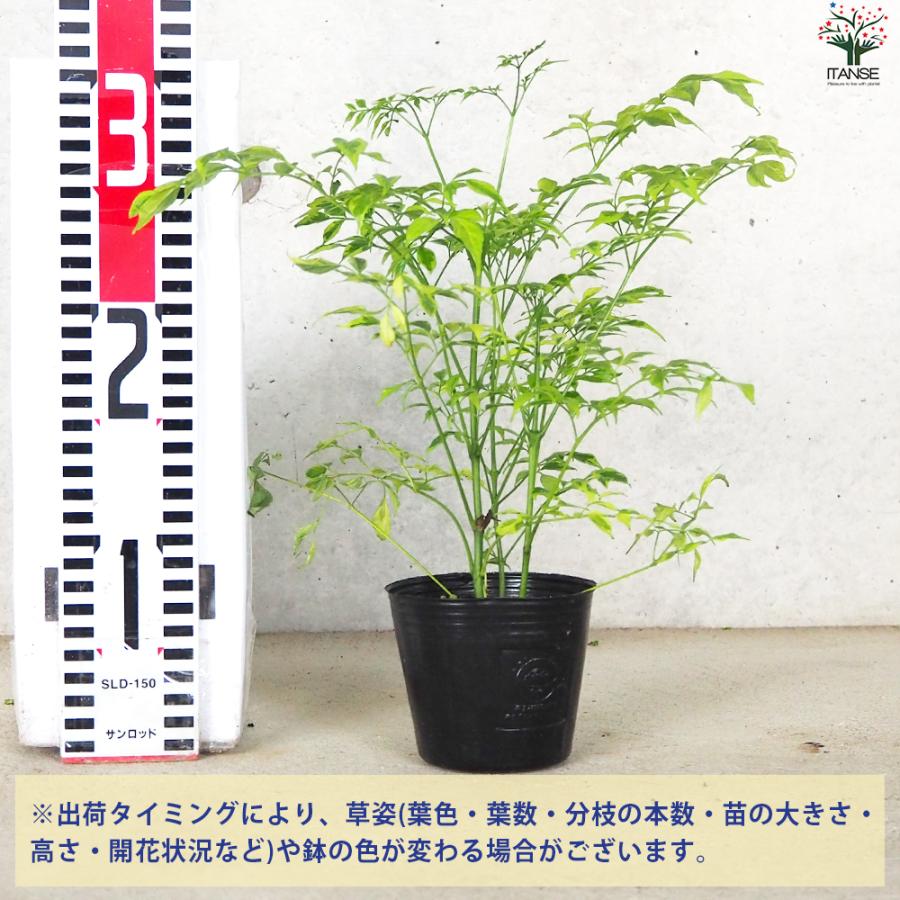 ITANSE ステレオスペルマム レモンライム 花苗 3号ポット/お買い得2個