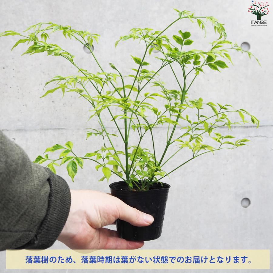 ITANSE ステレオスペルマム レモンライム 花苗 3号ポット/お買い得2個