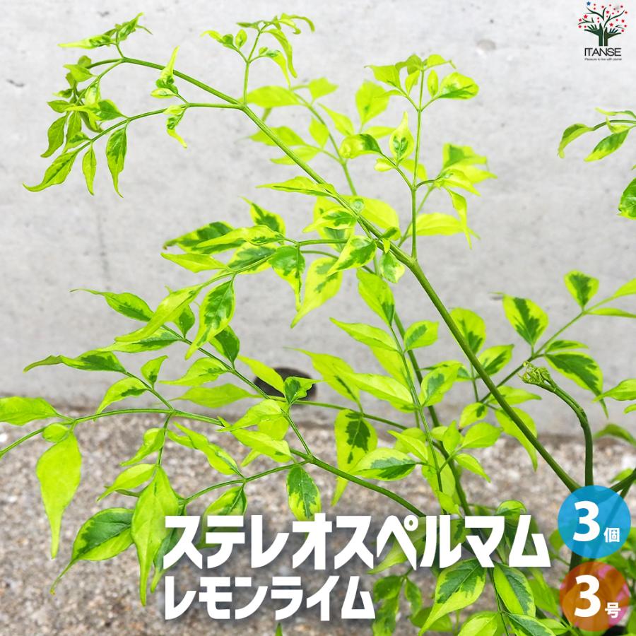 ITANSE ステレオスペルマム レモンライム 花苗 3号ポット/お買い得3個セット 花木 花木の苗 カラーリーフ 観葉植物 イタンセ公式