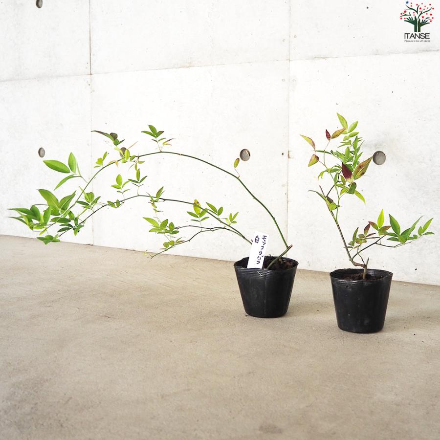 ITANSE モッコウバラ 白花 八重咲き 花苗 3.5号ポット/1個売り