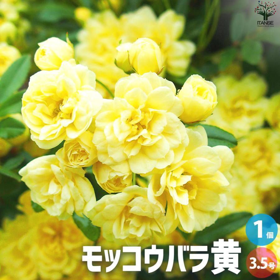 ITANSE モッコウバラ 黄花 八重咲き 花苗 3.5号ポット/1個売り ITANSE モッコウバラ 黄花 八重咲き 花苗 3.5号ポット/1個売り