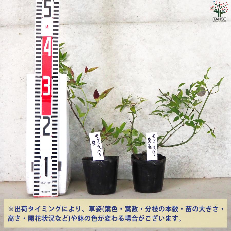 ITANSE モッコウバラ 白・黄色セット 2品種各1個 花苗 3.5号