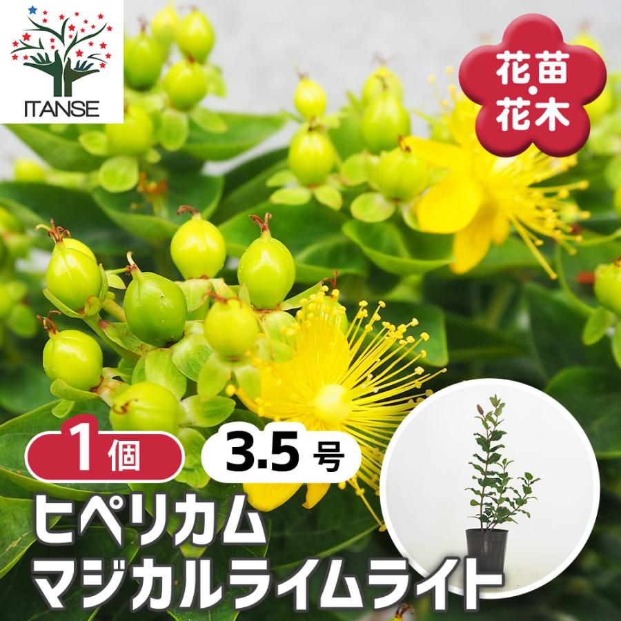 ITANSE ヒペリカム マジカルライムライト 花苗 3.5号ポット/1個売り