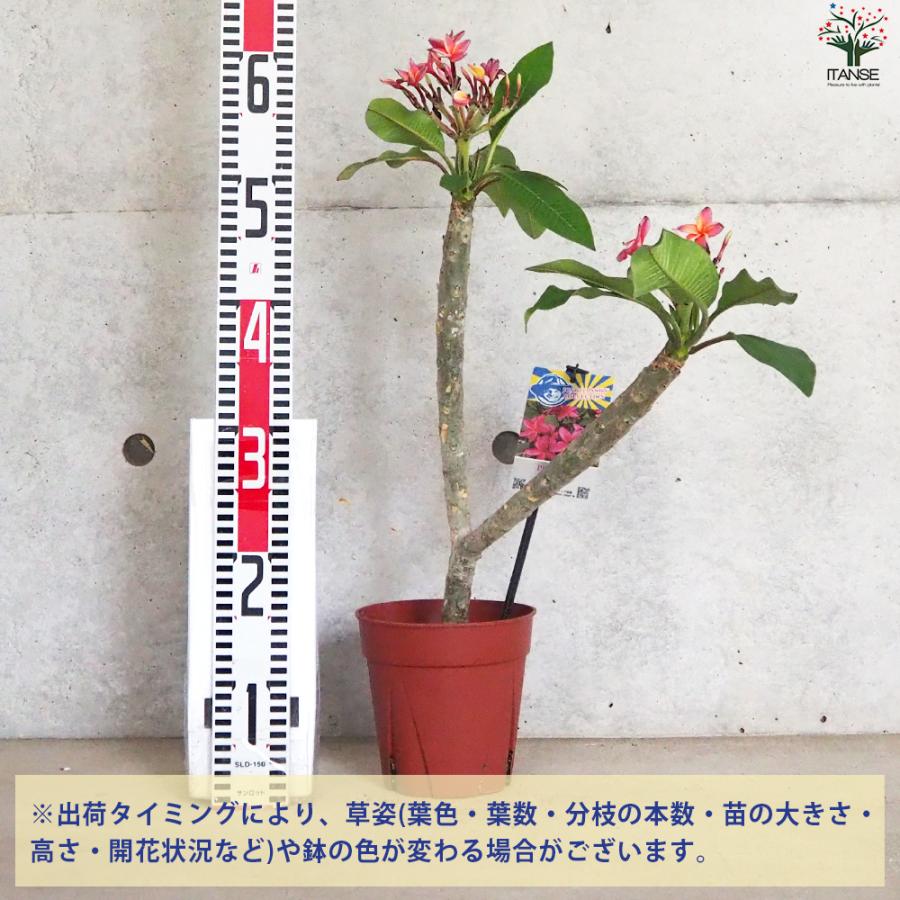 ITANSE プルメリア苗木 品種：ピンクジャック 花苗 5号鉢/1個売り