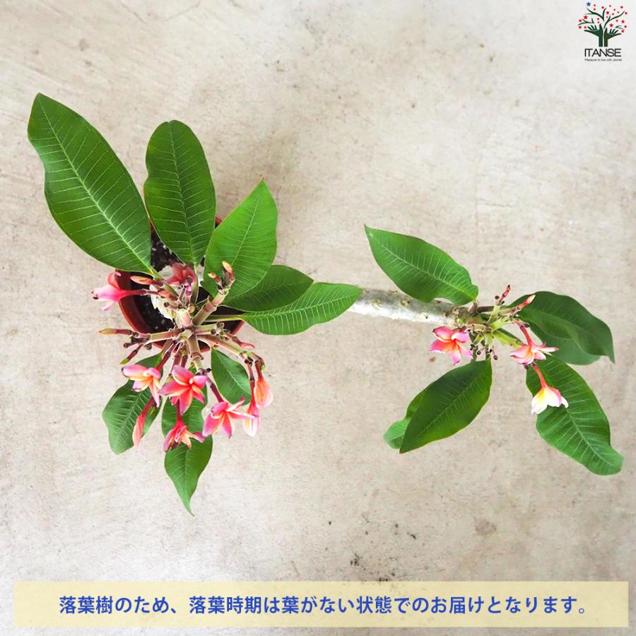 ITANSE プルメリア苗木 品種：ピンクジャック 花苗 5号鉢/1個売り