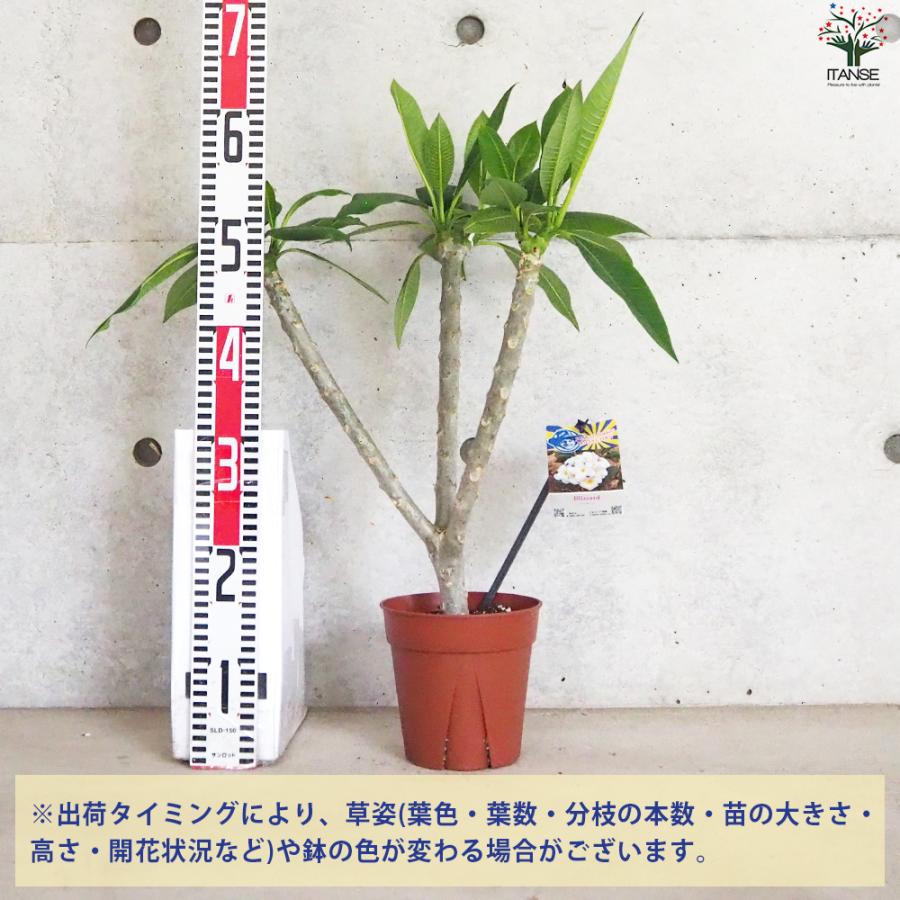 ITANSE プルメリア苗木 品種：ブリザード 花苗 5号鉢/1個売り