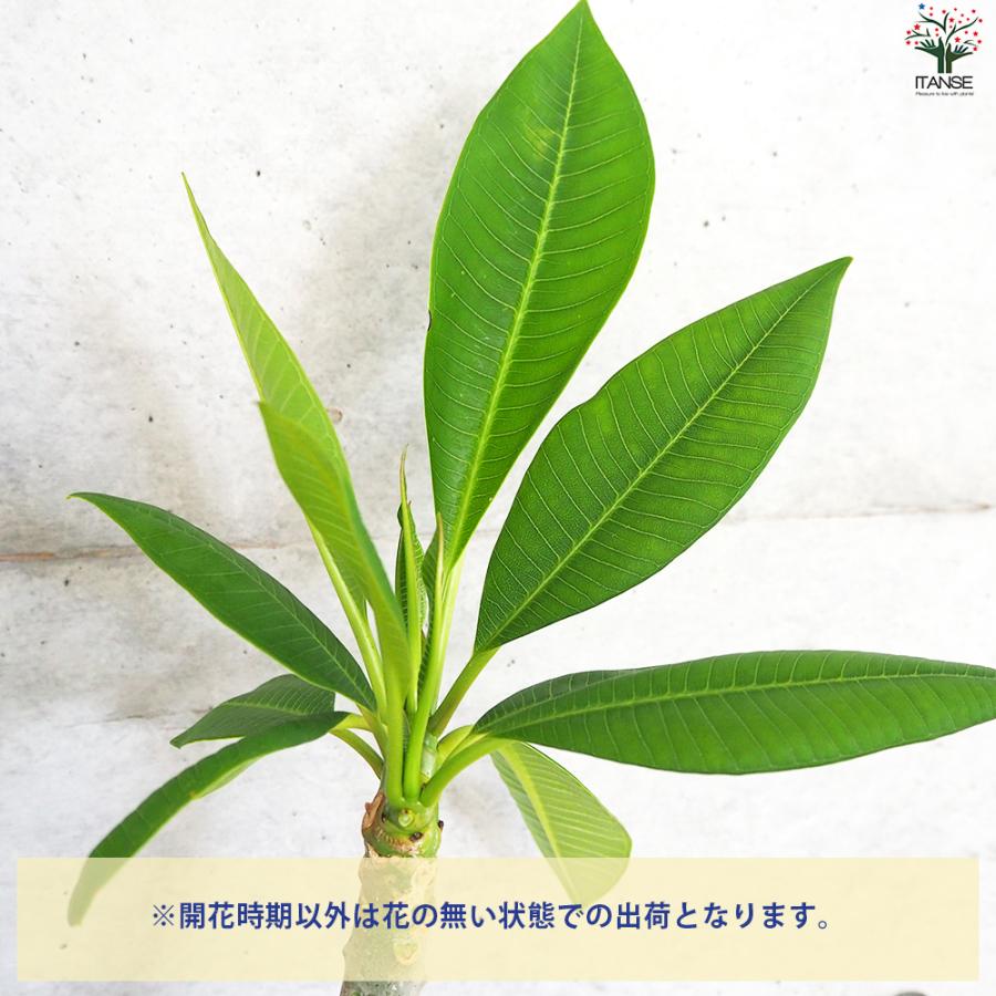 ITANSE プルメリア苗木 品種：ブリザード 花苗 5号鉢/1個売り