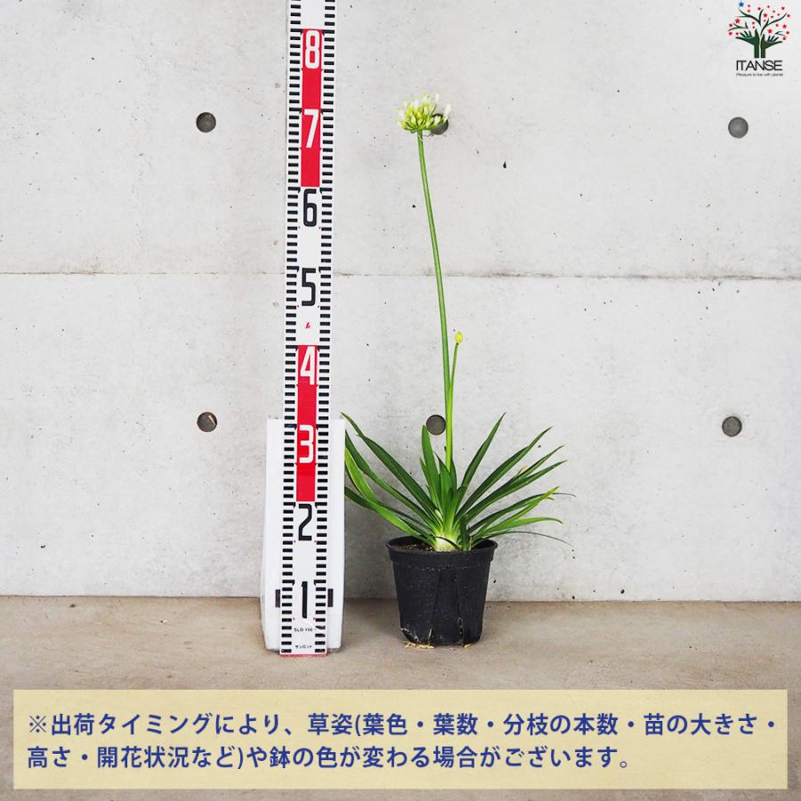 ITANSE アガパンサス エニグマ 花苗 5号鉢/1個売り 花の苗 ユリ 紫