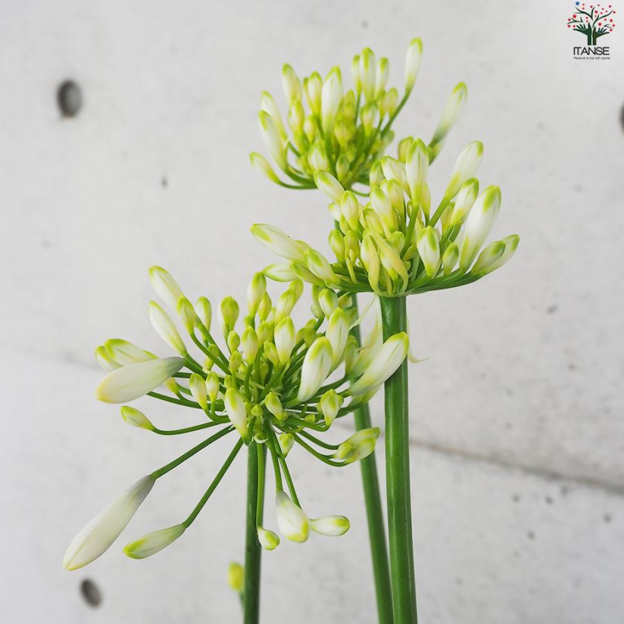 ITANSE アガパンサス エニグマ 花苗 5号鉢/1個売り 花の苗 ユリ 紫