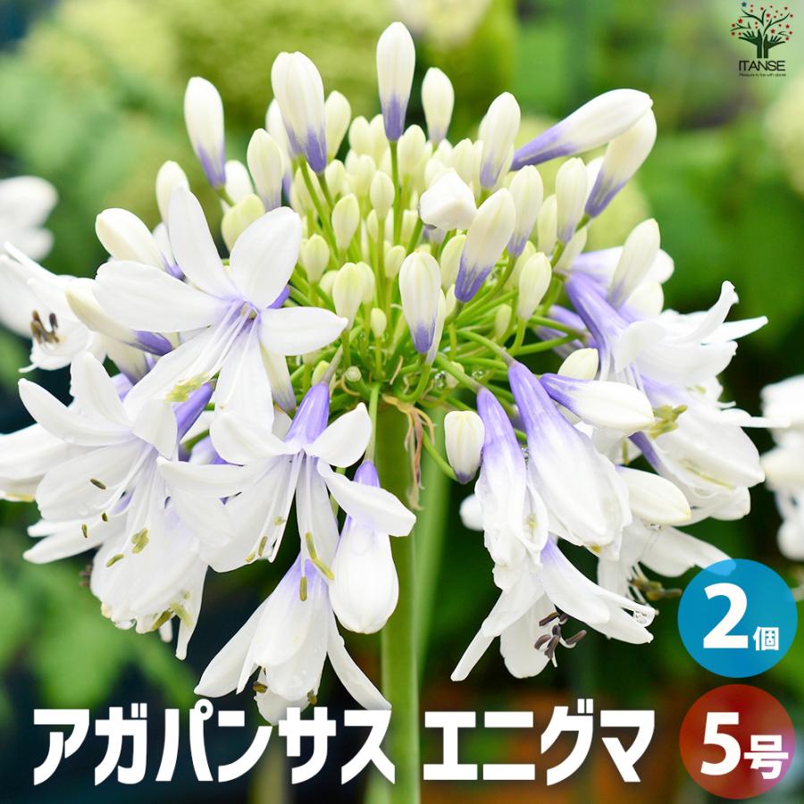 ITANSE アガパンサス エニグマ 花苗 5号鉢/お買い得2個セット 花の苗