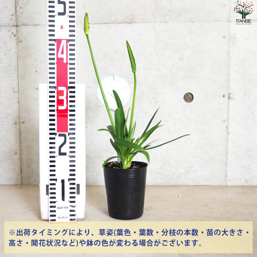 ITANSE アガパンサス 青花 花苗 3.5号ポット/1個売り 花の苗