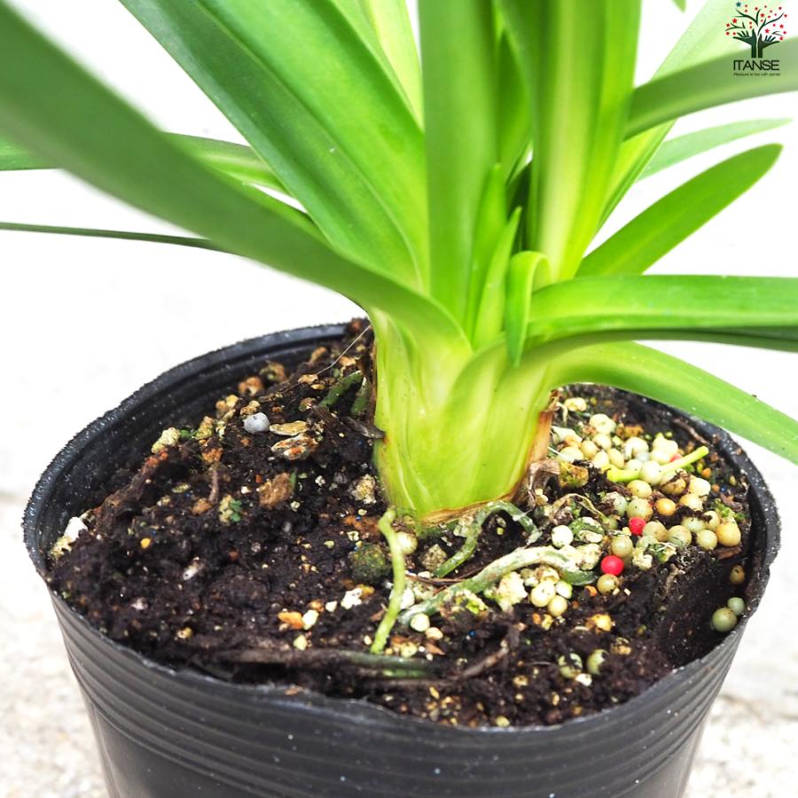 rui！今だけ価格アガパンサス　ピンク混じり④青混じり② ITANSE アガパンサス 青花 花苗 3.5号ポット/1個売り 花の苗