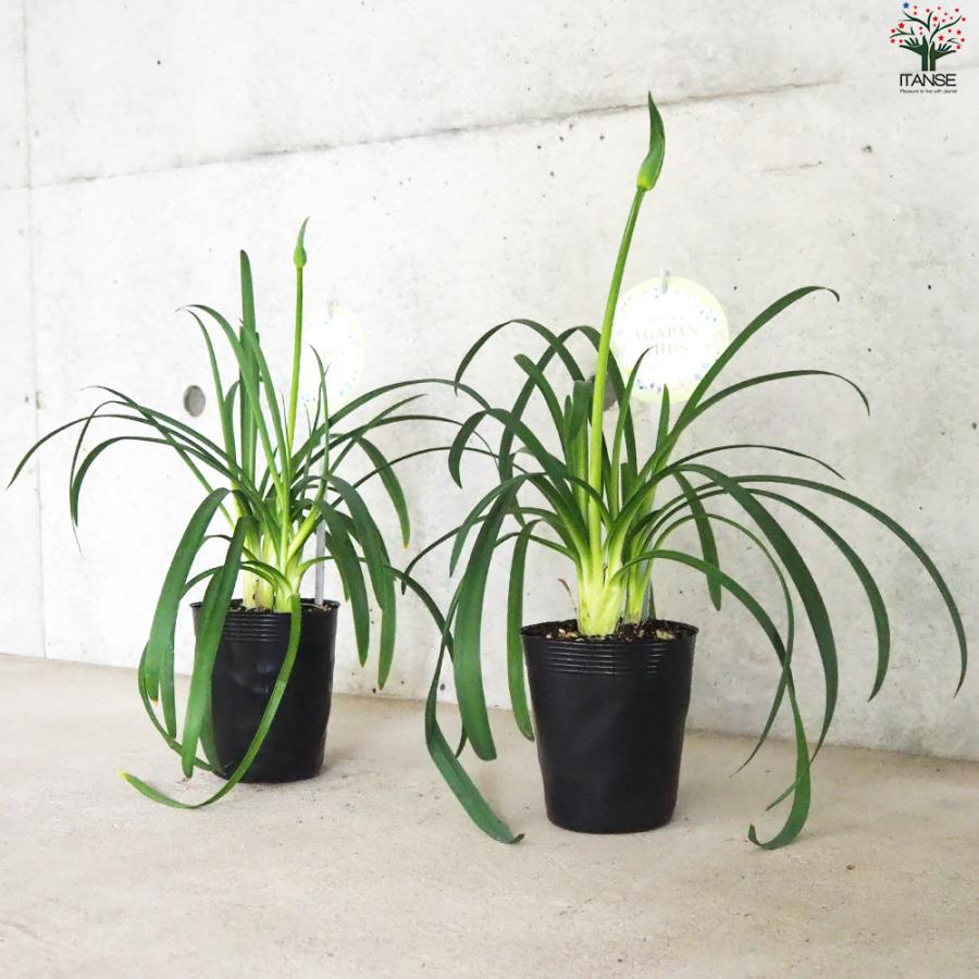 ITANSE アガパンサス 白花 花苗 3.5号ポット/1個売り 花の苗 ユリ 紫