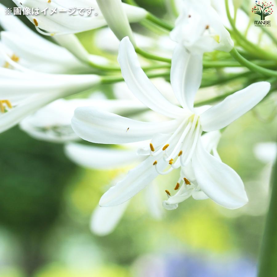 ITANSE アガパンサス 白花 花苗 3.5号ポット/1個売り 花の苗 ユリ 紫