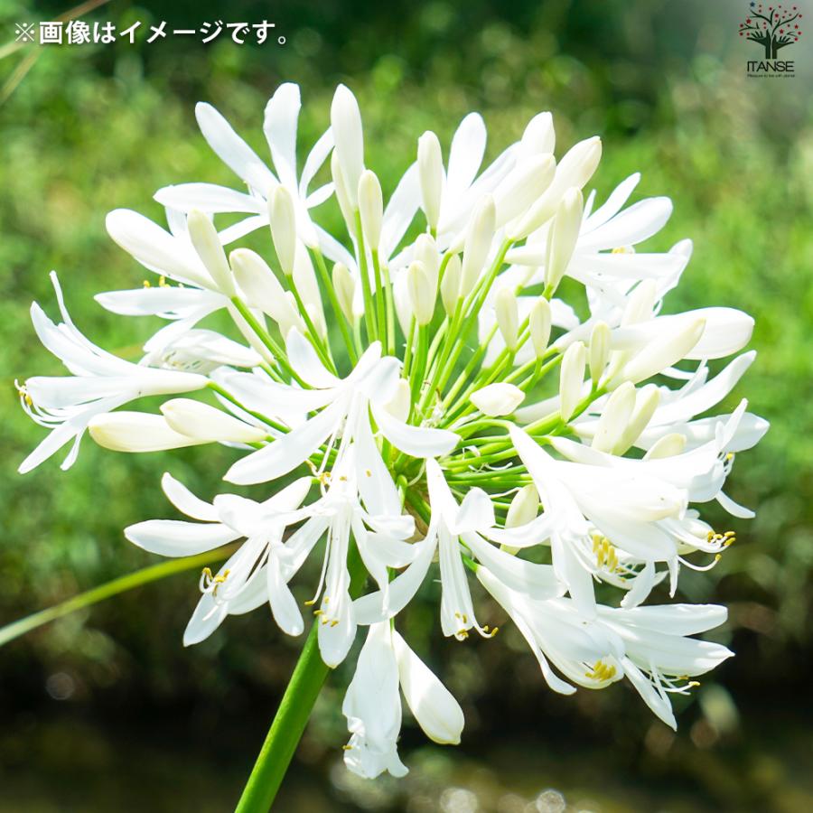 ITANSE アガパンサス 白花 花苗 3.5号ポット/1個売り 花の苗 ユリ 紫