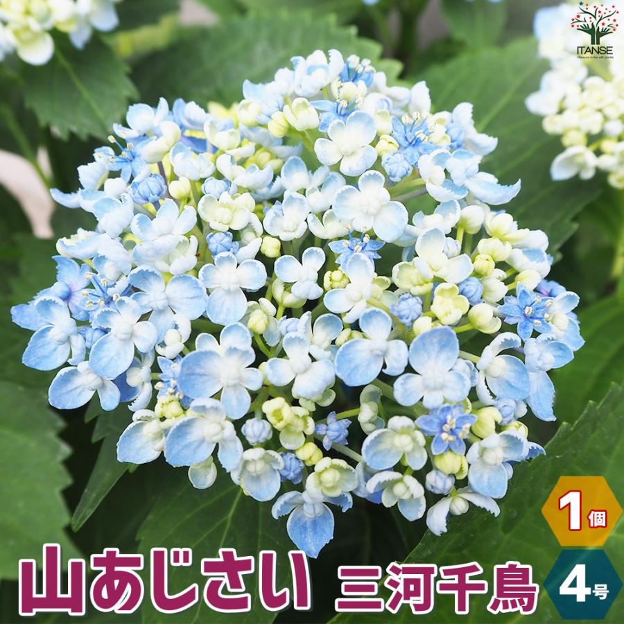 ITANSE 山アジサイ 三河千鳥(ミカワチドリ) 花苗 4号ポット/1個売り
