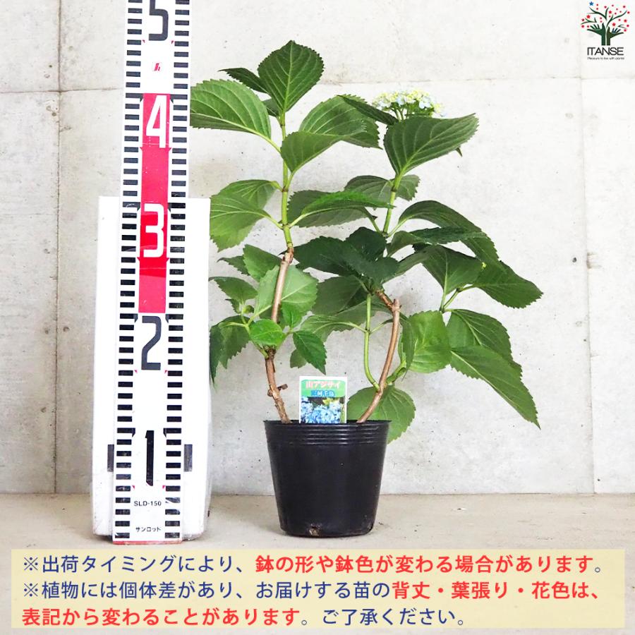 アジサイ苗 楽天市場】【現品発送・花芽付き】【屋外管理苗】アジサイ（紫陽花