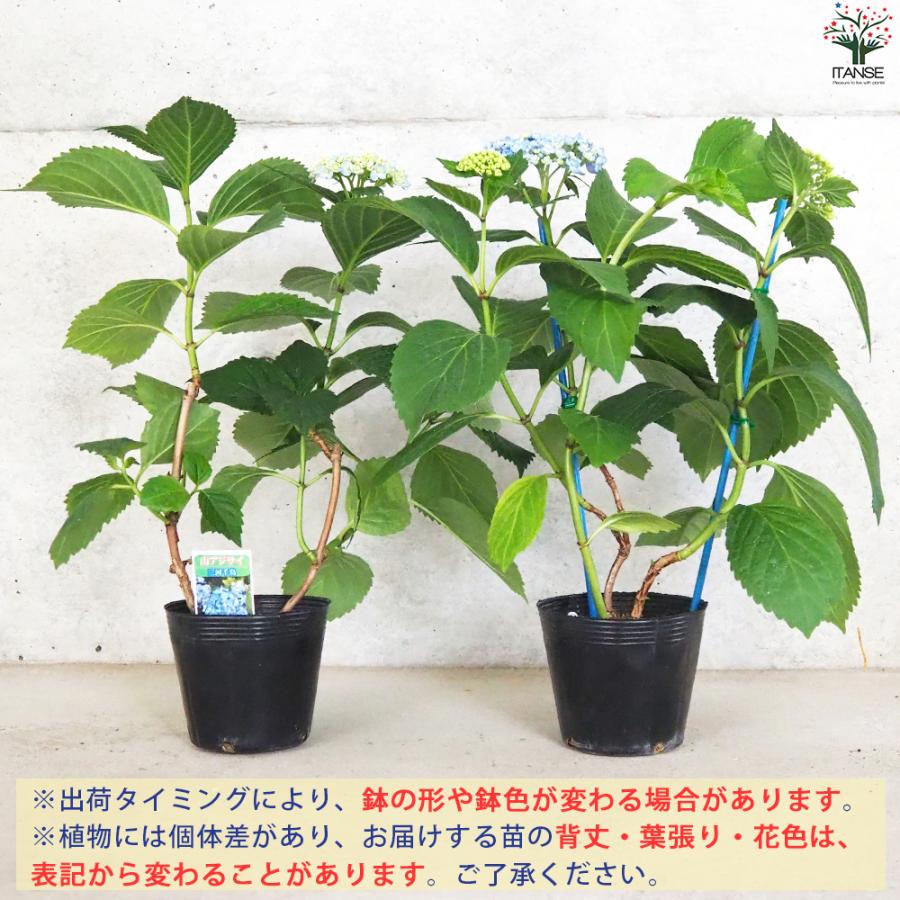 笹【ポットごとヤマト便264】ヤマアジサイ　幼苗　三河千鳥　山紫陽花 ITANSE 山アジサイ 三河千鳥(ミカワチドリ) 花苗 4号ポット/1個売り