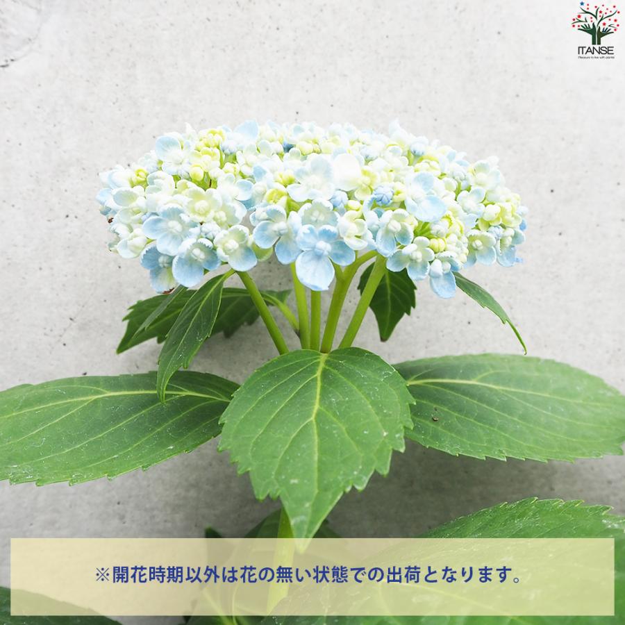 ITANSE 山アジサイ 三河千鳥(ミカワチドリ) 花苗 4号ポット/1個売り