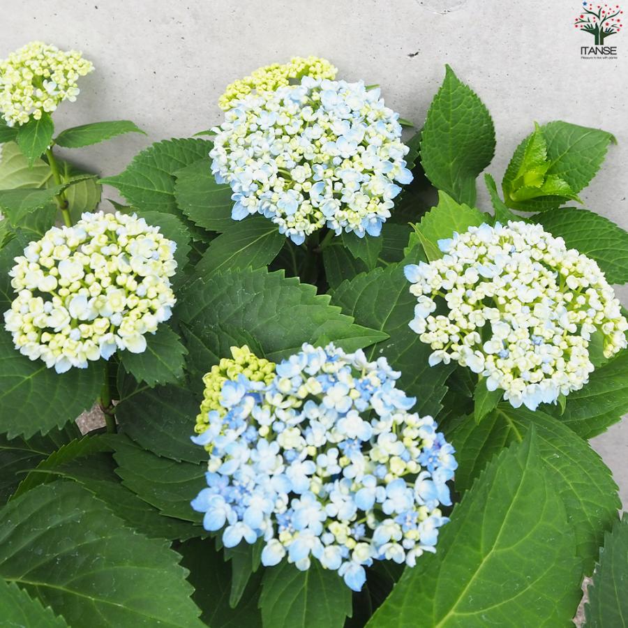 ITANSE 山アジサイ 三河千鳥(ミカワチドリ) 花苗 4号ポット/1個売り