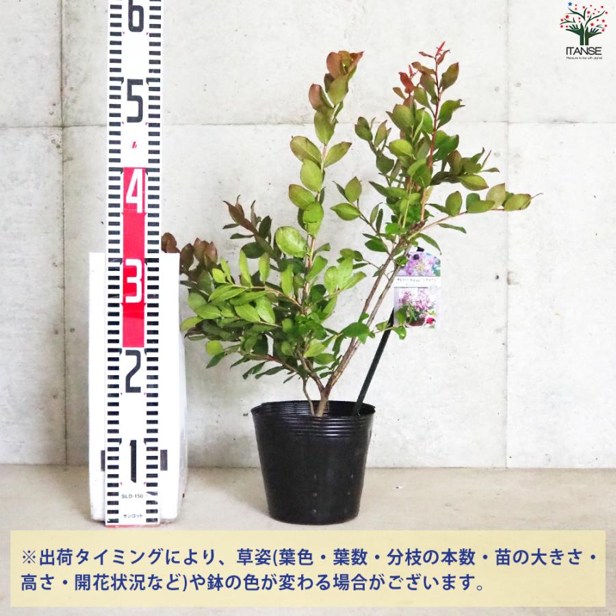 ITANSE 矮性サルスベリの苗木 品種：With Love・エターナル 花苗 5号