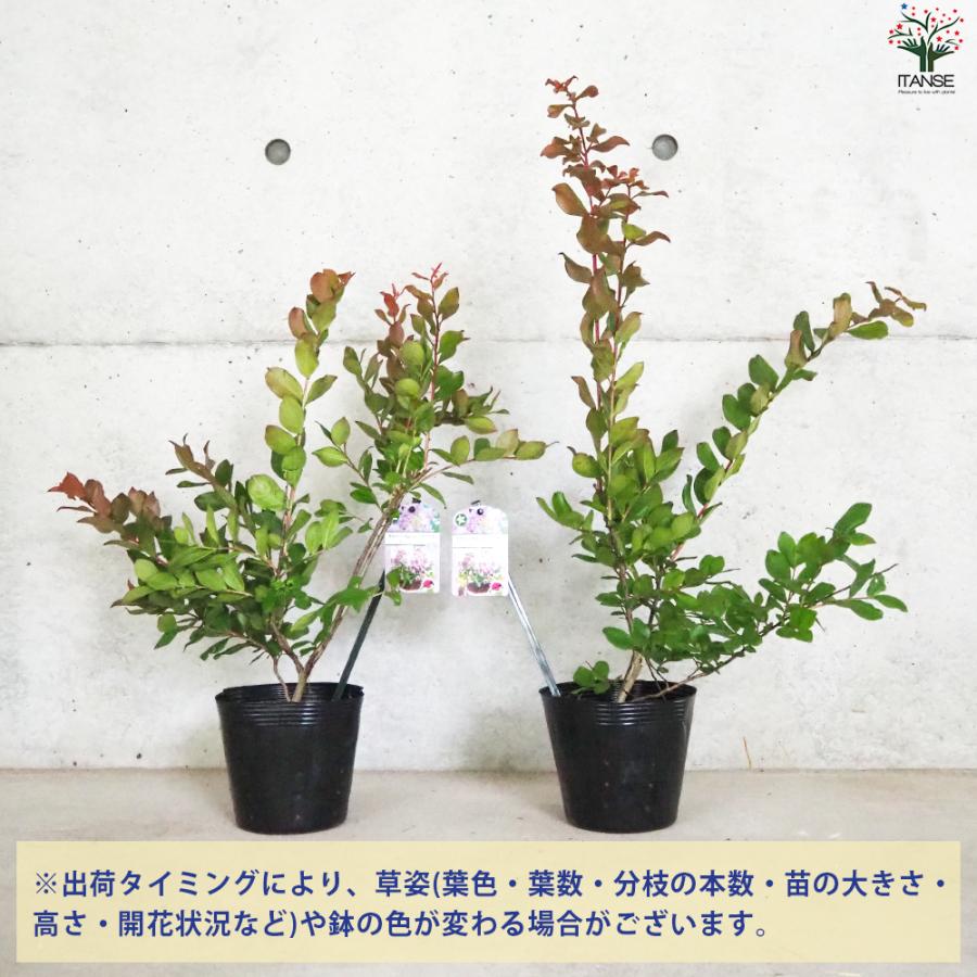 ITANSE 矮性サルスベリの苗木 品種：With Love・エターナル 花苗 5号