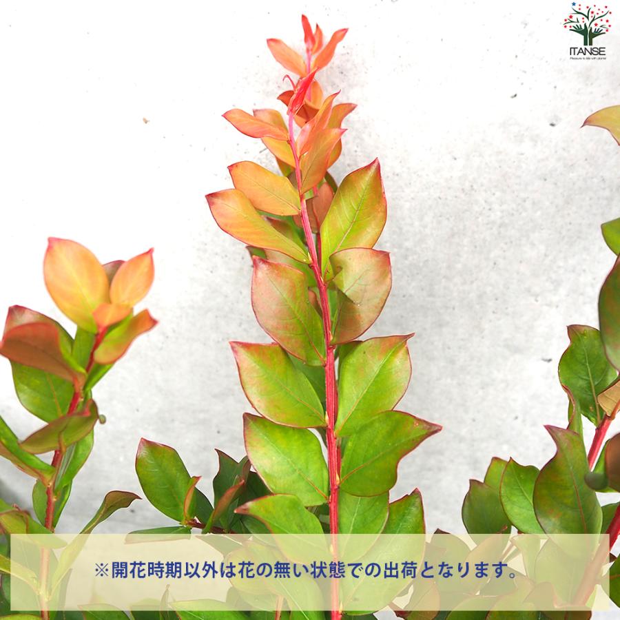 ITANSE 矮性サルスベリの苗木 品種：With Love・エターナル 花苗 5号