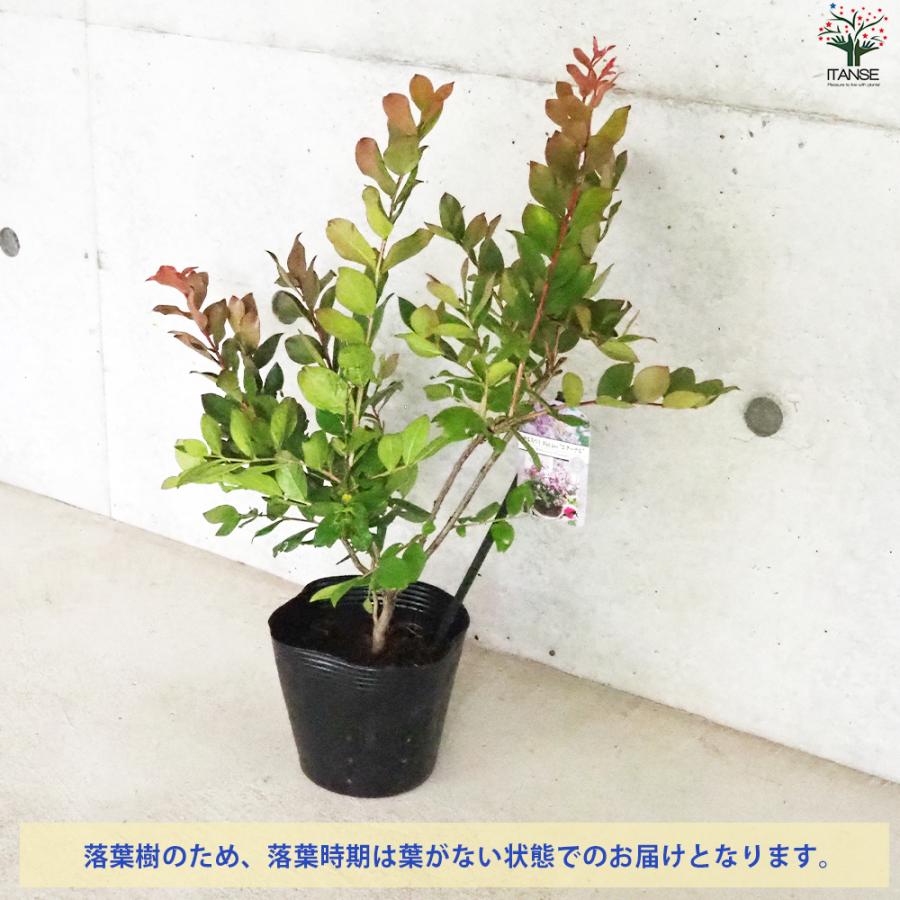 ITANSE 矮性サルスベリの苗木 品種：With Love・エターナル 花苗 5号