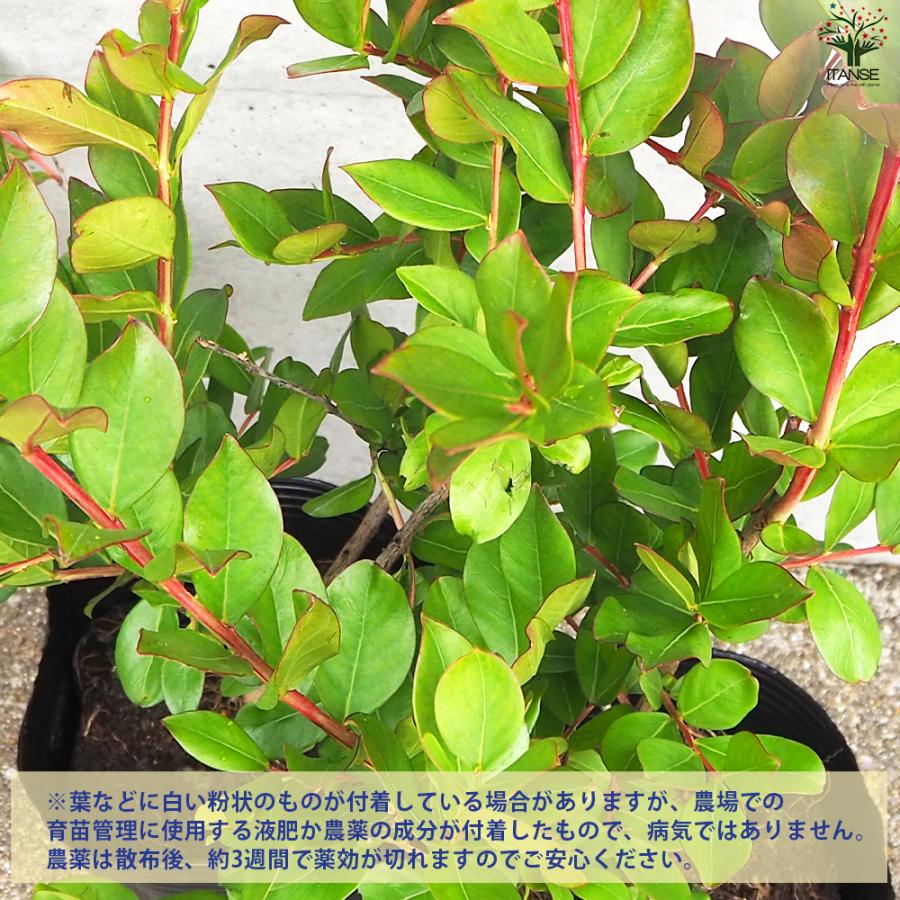 ITANSE 矮性サルスベリの苗木 品種：With Love・エターナル 花苗 5号