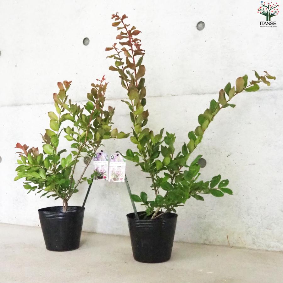 ITANSE 矮性サルスベリの苗木 品種：With Love・エターナル 花苗 5号