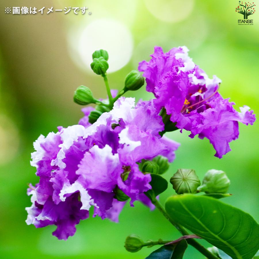 サルスベリ　特大株苗　9号か鉢　多年生 ITANSE 矮性サルスベリの苗木 品種：With Love・エターナル 花苗 5号