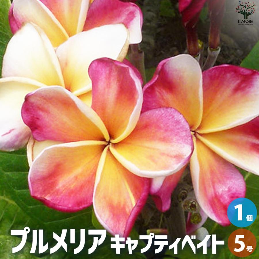 ITANSE プルメリア苗木 品種：キャプティベイト 花苗 5号鉢/1個売り 