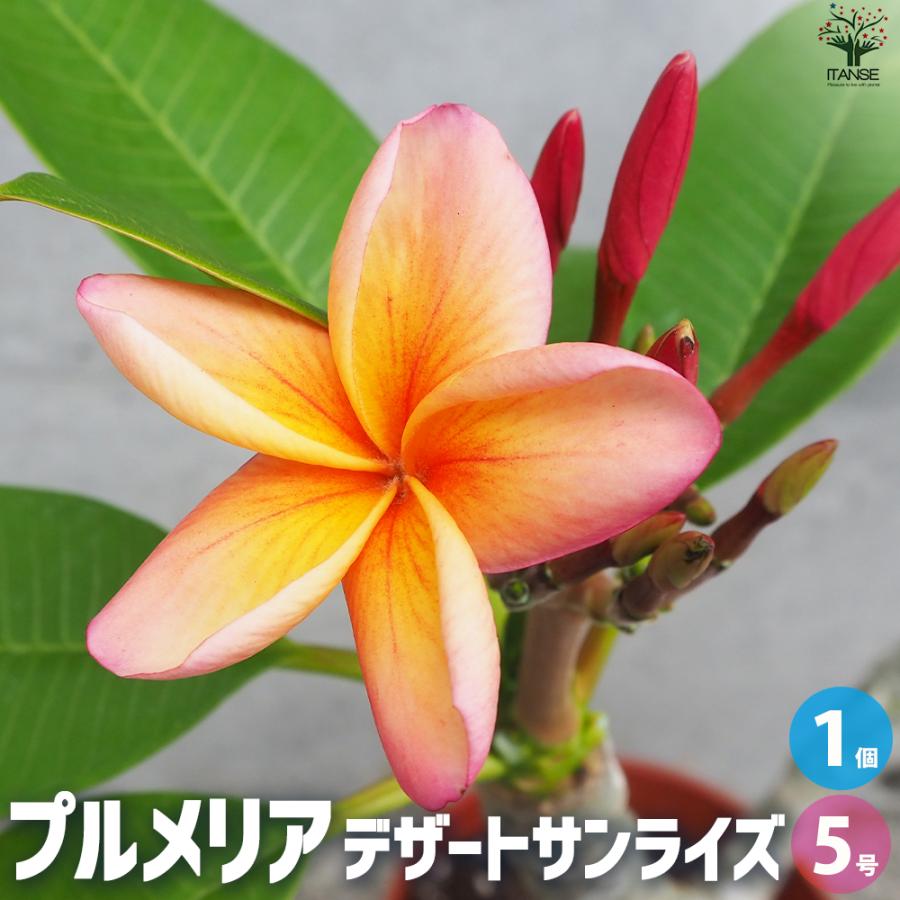 ITANSE プルメリア苗木 品種：デザートサンライズ 花苗 5号鉢/1個売り