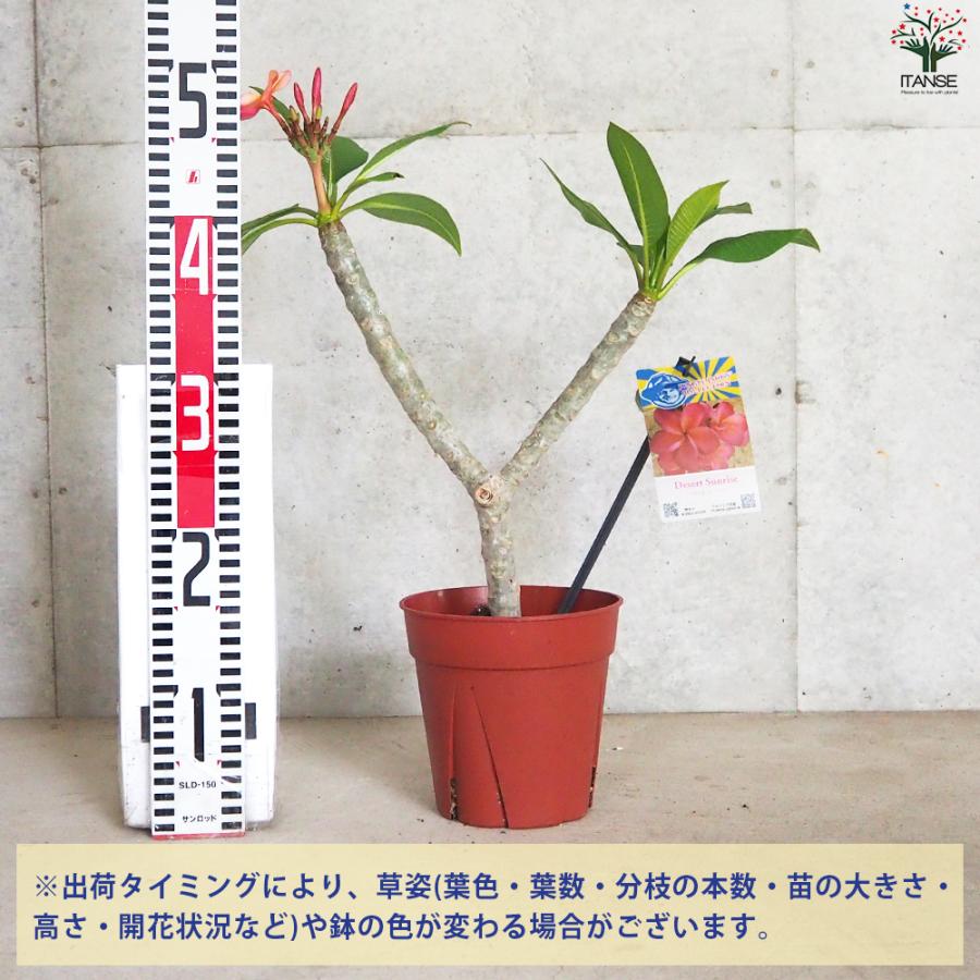 ITANSE プルメリア苗木 品種：デザートサンライズ 花苗 5号鉢/1個売り