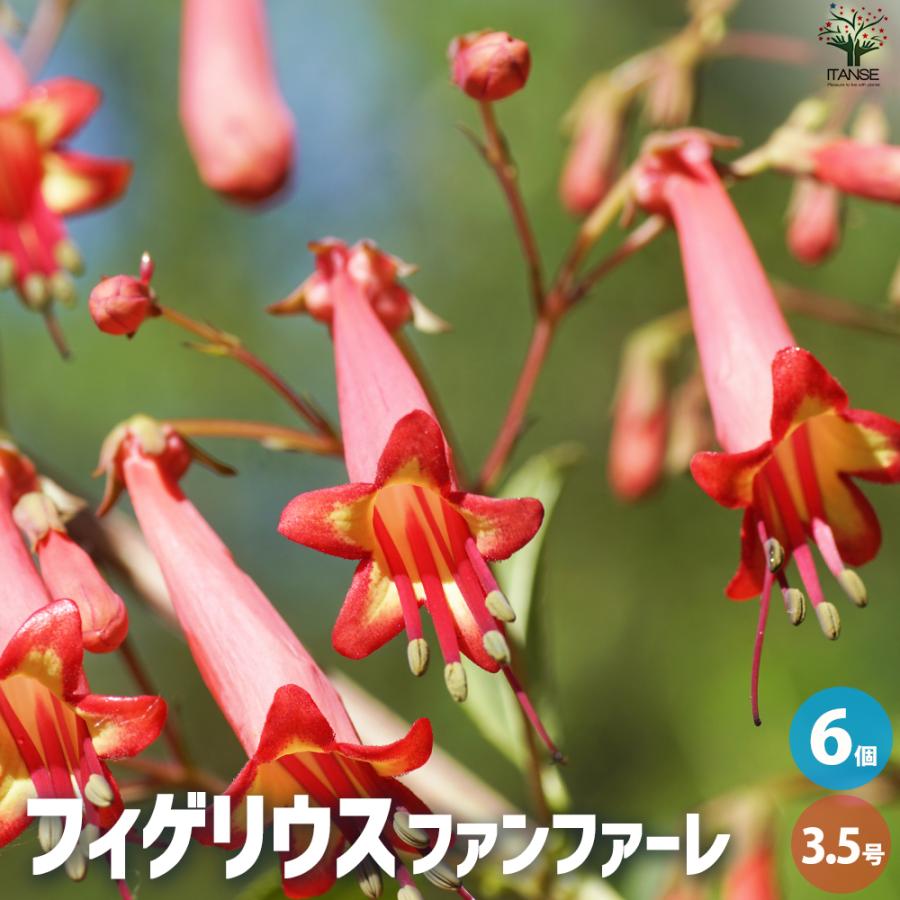 ITANSE フィゲリウス ファンファーレ 花苗 3.5号ポット/お買い得6個
