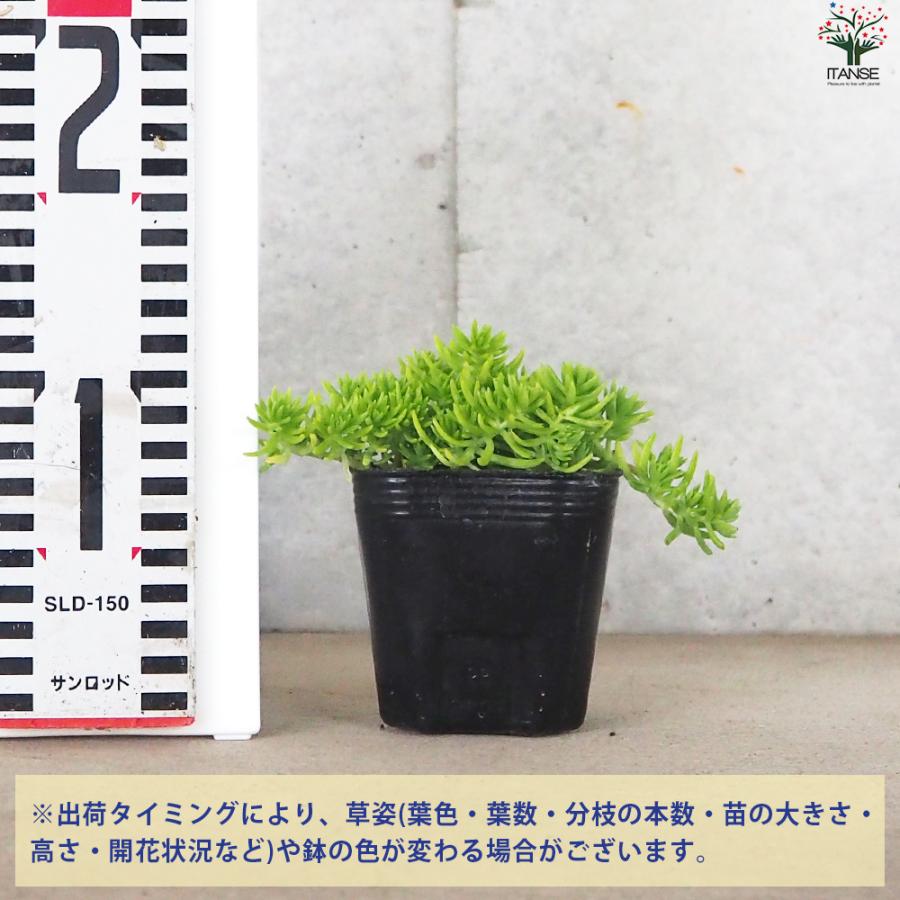 ITANSE セダム ゴールドマウンド 花苗 9cmポット/お買い得8個セット