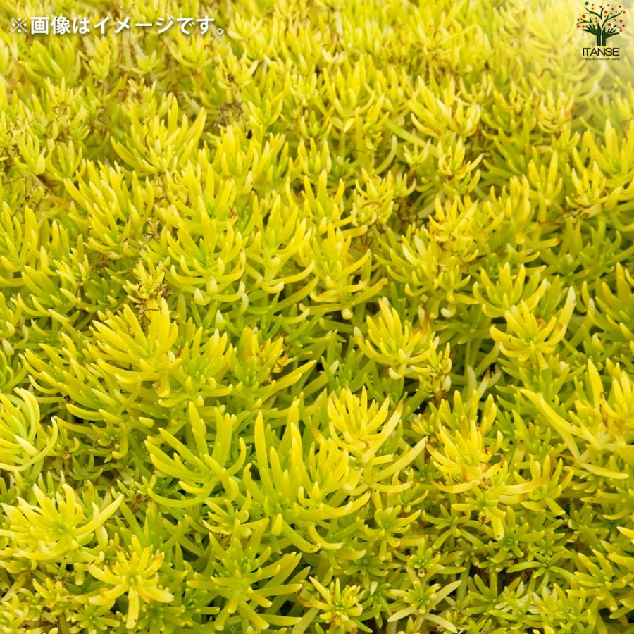 ITANSE セダム ゴールドマウンド 花苗 9cmポット/お買い得8個セット