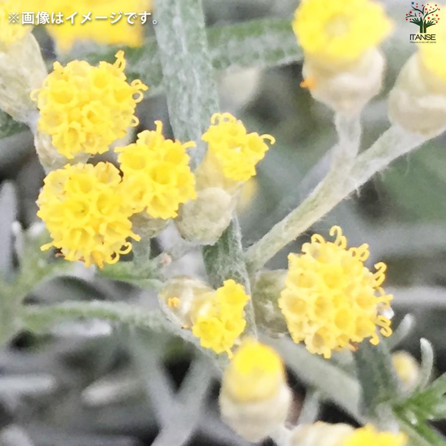 ITANSE ヘリクリサム コルマ 花苗 9cmポット/お買い得6個セット カラー