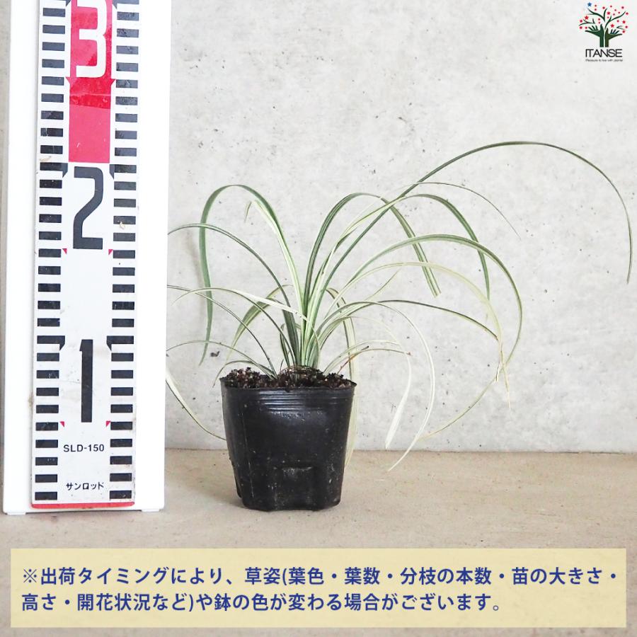 ITANSE リュウノヒゲ 白竜 ハクリュウ 花苗 9cmポット/お買い得3個