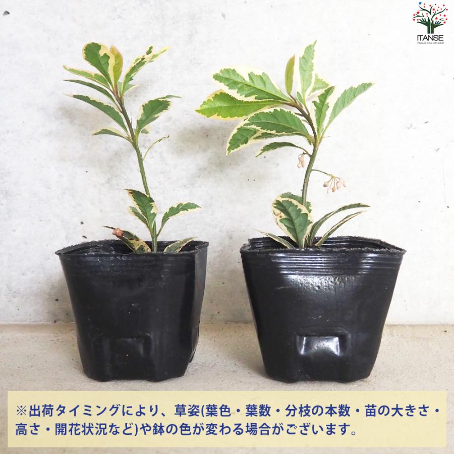 ITANSE 斑入りヤブコウジ 花苗 9cmポット/お買い得12個セット 花の苗