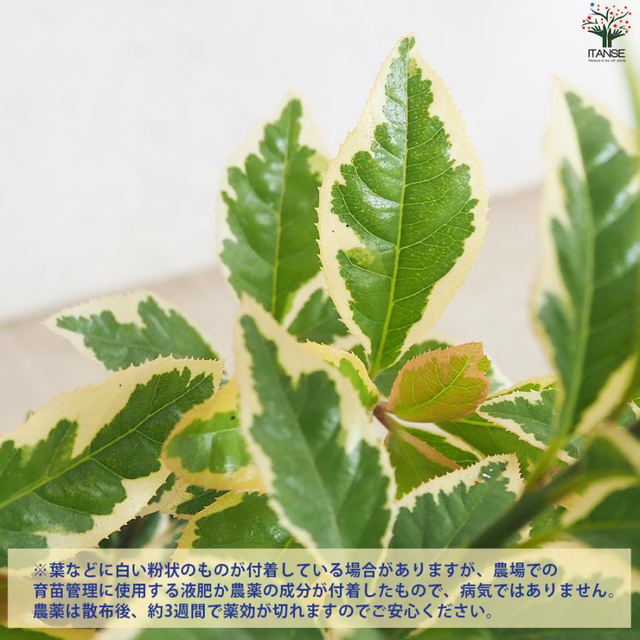 ITANSE 斑入りヤブコウジ 花苗 9cmポット/お買い得12個セット 花の苗