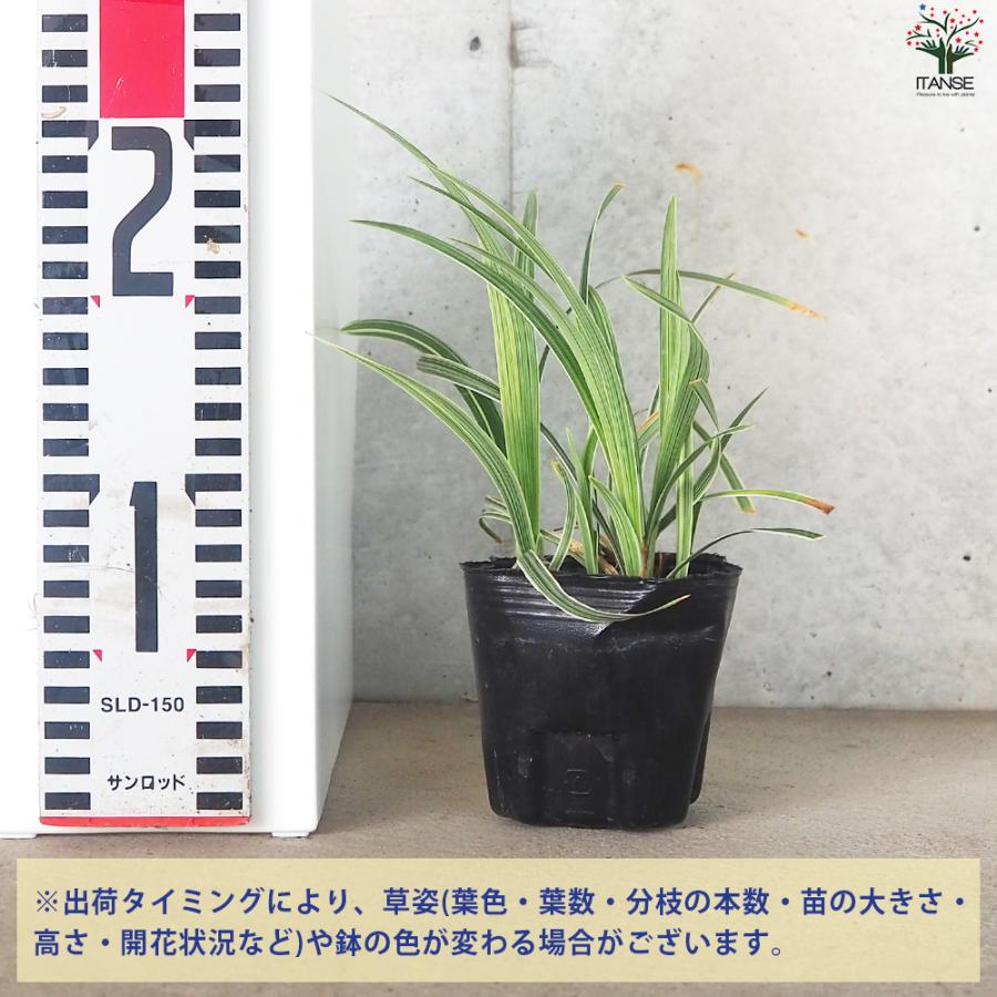 ITANSE リュウノヒゲ スノードラゴン 花苗 9cmポット/お買い得2個