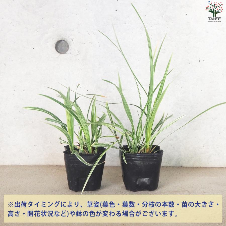 ITANSE リュウノヒゲ スノードラゴン 花苗 9cmポット/お買い得2個